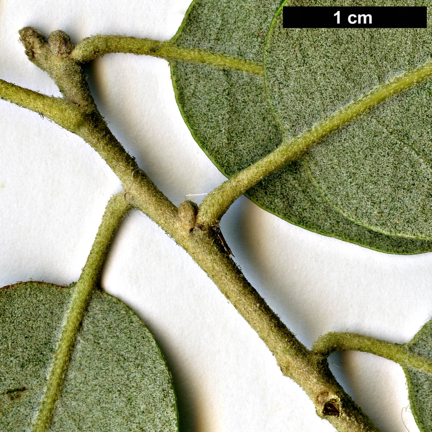 High resolution image: Family: Fagaceae - Genus: Quercus - Taxon: ×senneniana (Q.faginea × Q.rotundifolia)